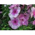 Флокс Phlox Magic Blue